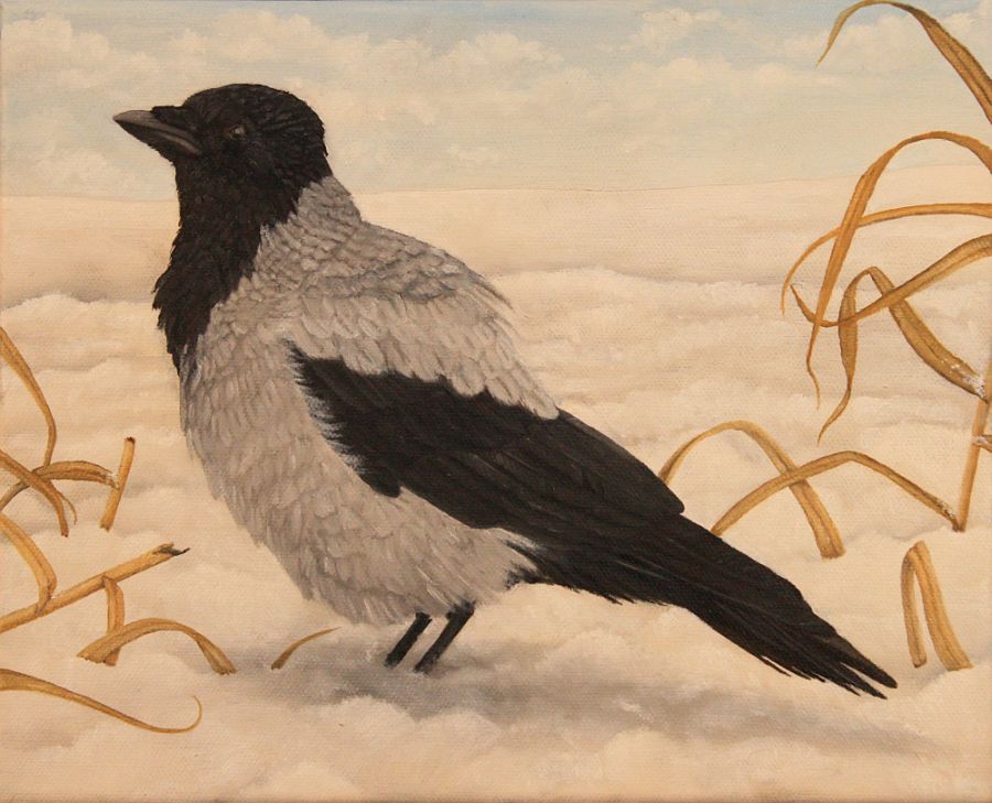 Corvus corone cornix