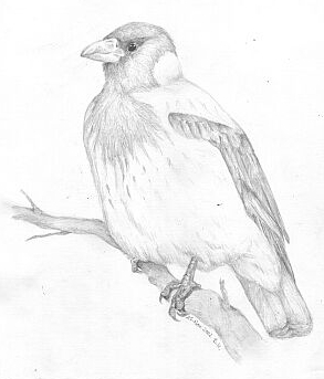 Corvus corone cornix nebelkrhe