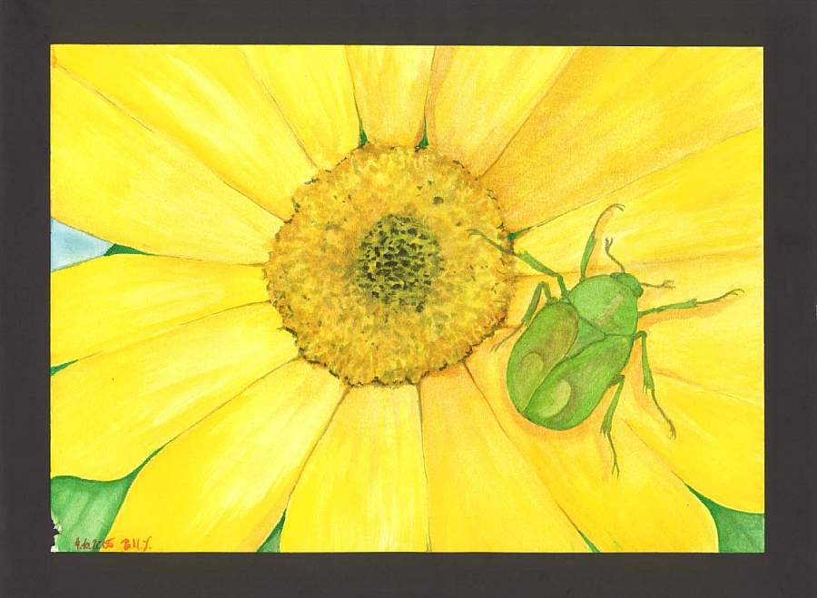 Rosenkfer auf Sonnenblume