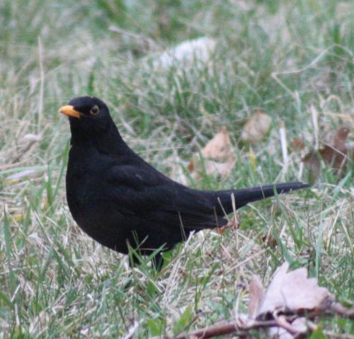 Amsel