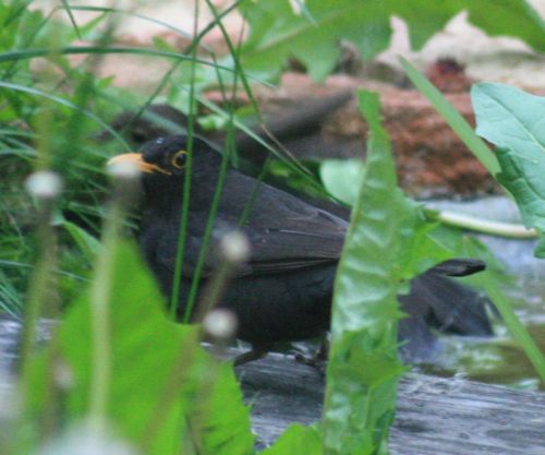 Amsel, turdus merula