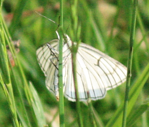 Baumwei�ling (Aporia crataegi)