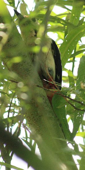 Buntspecht (Dendrocopos major)