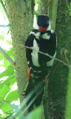 Buntspecht (Dendrocopos major)