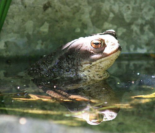 Erdkr�te bufo bufo