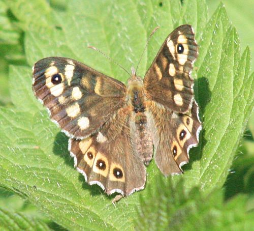 Laubfalter (Pararge aegeria)