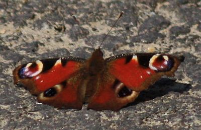 Tagpfauenauge (Inachis io)