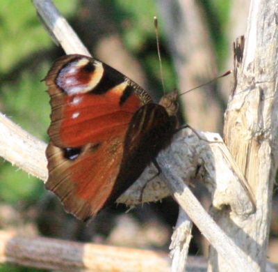 Tagpfauenauge (Inachis io)
