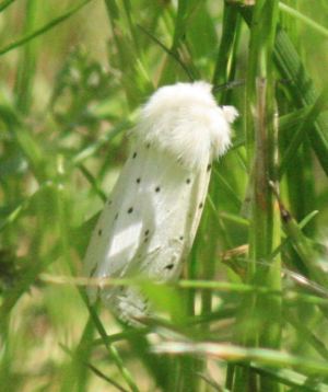 Tigermotte (spilosoma lubricipeda)