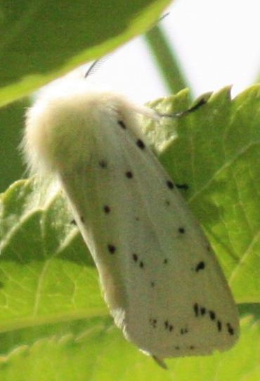 Tigermotte (spilosoma lubricipeda)