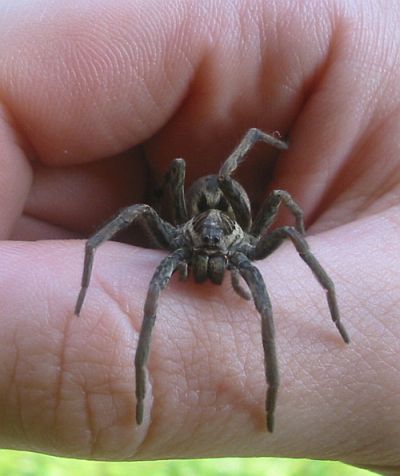 Waltraud die Monsterspinne