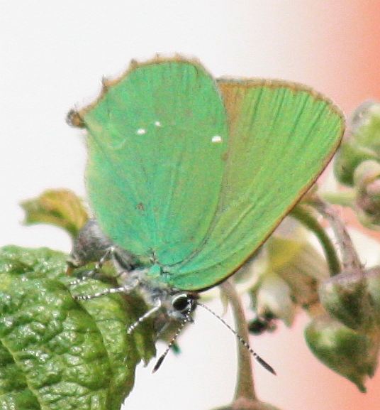 Brombeerfalter (Callophrys rubi)