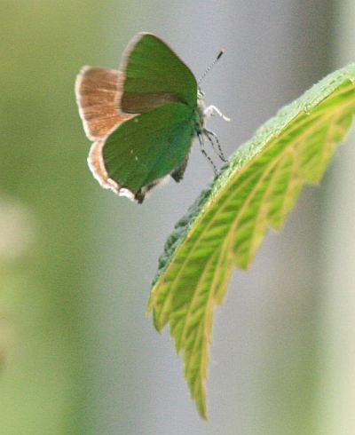 Brombeerfalter (Callophrys rubi)