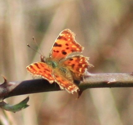 C-Falter (Polygonium c-album)