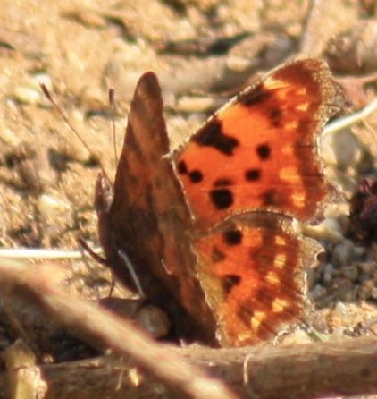 C-Falter (Polygonium c-album)