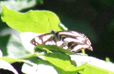 schwarzer Trauerfalter (neptis rivularis)