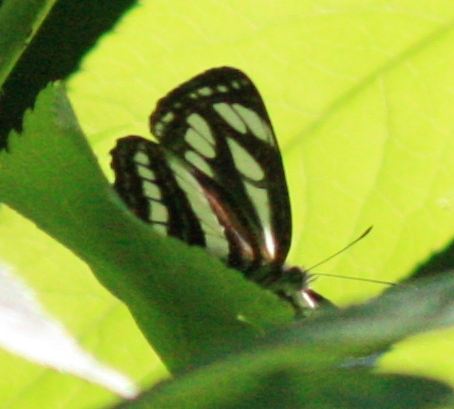 schwarzer Trauerfalter (neptis rivularis)