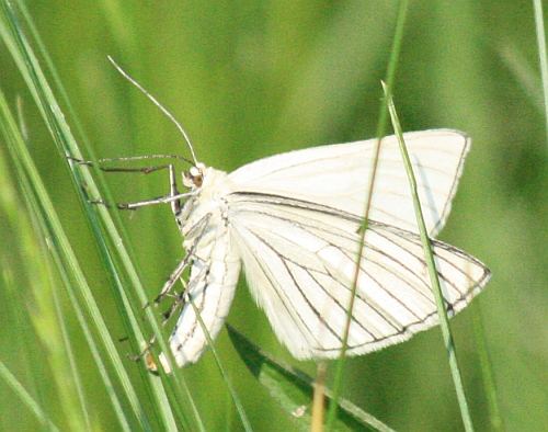 Waldbl�uling (Cyaniis semiargus)