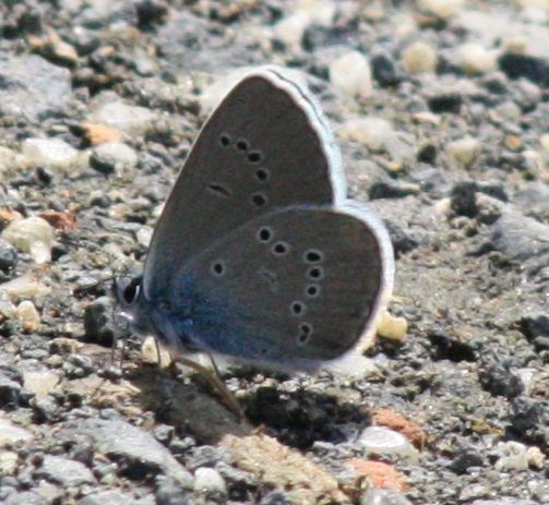 Waldbl�uling (Cyaniis semiargus)